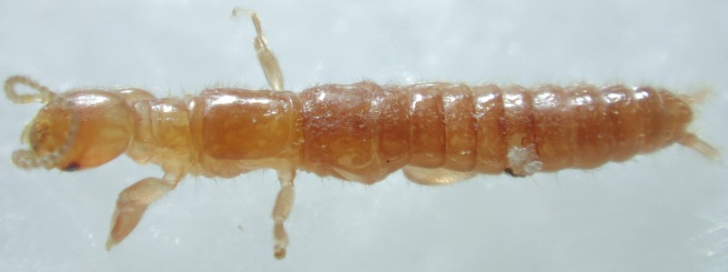 Haploembia solieri (♀)?